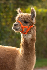Prodotti alpaca capezza arancione