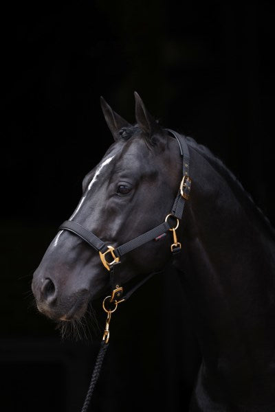 Prodotti Abi topline cavezza nero 3 completo