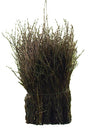 Eurotools Scopa da spazzare marrone 75 cm