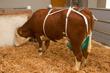 Rete mammella prodotti completa