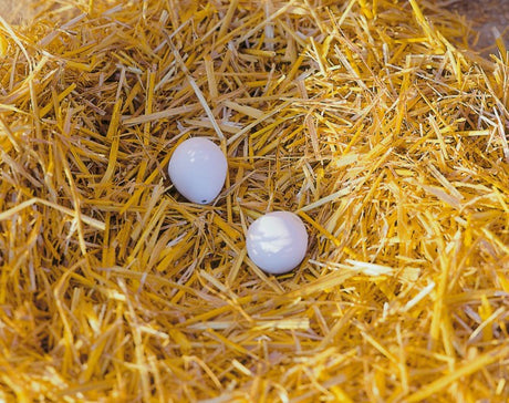 I prodotti Kerbl nidificano le uova in argilla per galline