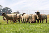 Ako prodotti rete per pecore classica arancione 90 cm perno singolo