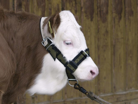 Prodotti cavezza per toro in nylon con anello a D
