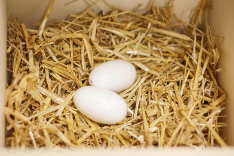 I prodotti Kerbl nidificano le uova in argilla per galline