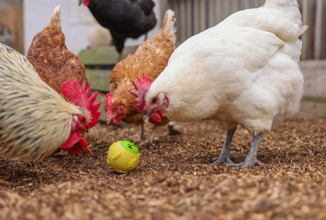Prodotti pallina snack per galline 7,5 cm gialla