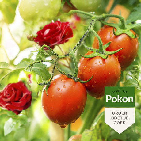 Prodotti Pokon bio contro gli insetti spray 800ml spray gyo polisetto