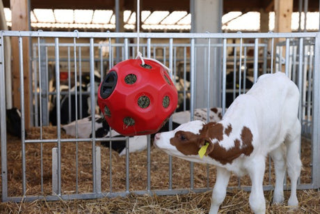 Prodotti alimentari palla da gioco rossa