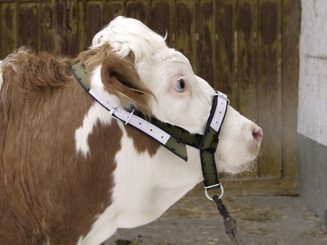 Prodotti cavezza per toro in nylon con anello a D