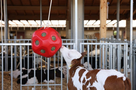 Prodotti alimentari palla da gioco rossa