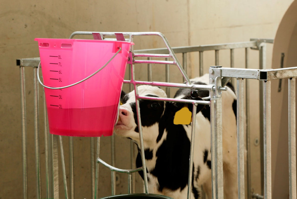 Prodotti secchiello per vitelli in plastica appiattita nuda rosa trasparente