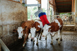 Prodotti happycow spazzola per mucche maxiswing