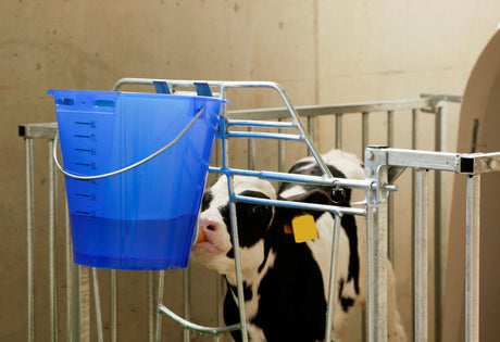 Prodotti secchiello per vitelli in plastica appiattita nuda blu trasparente