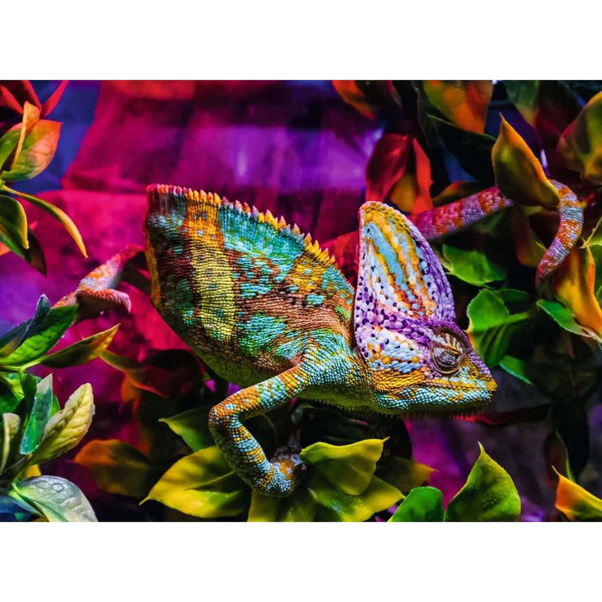 Puzzle Ravensburger Camaleonte 500 pezzi