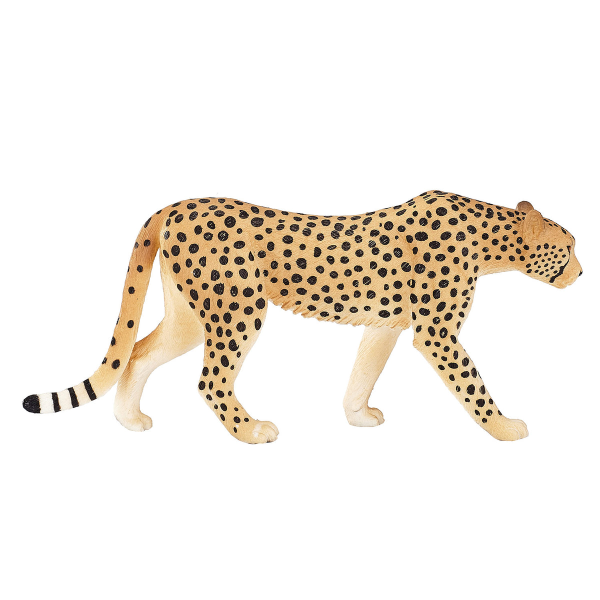 Ghepardo maschio della fauna selvatica Mojo - 387197