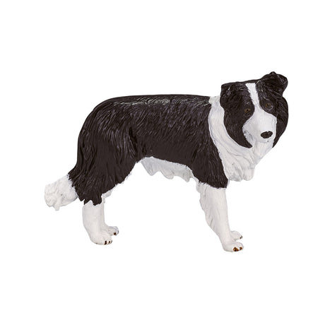 Border collie dei terreni agricoli Mojo - 387203
