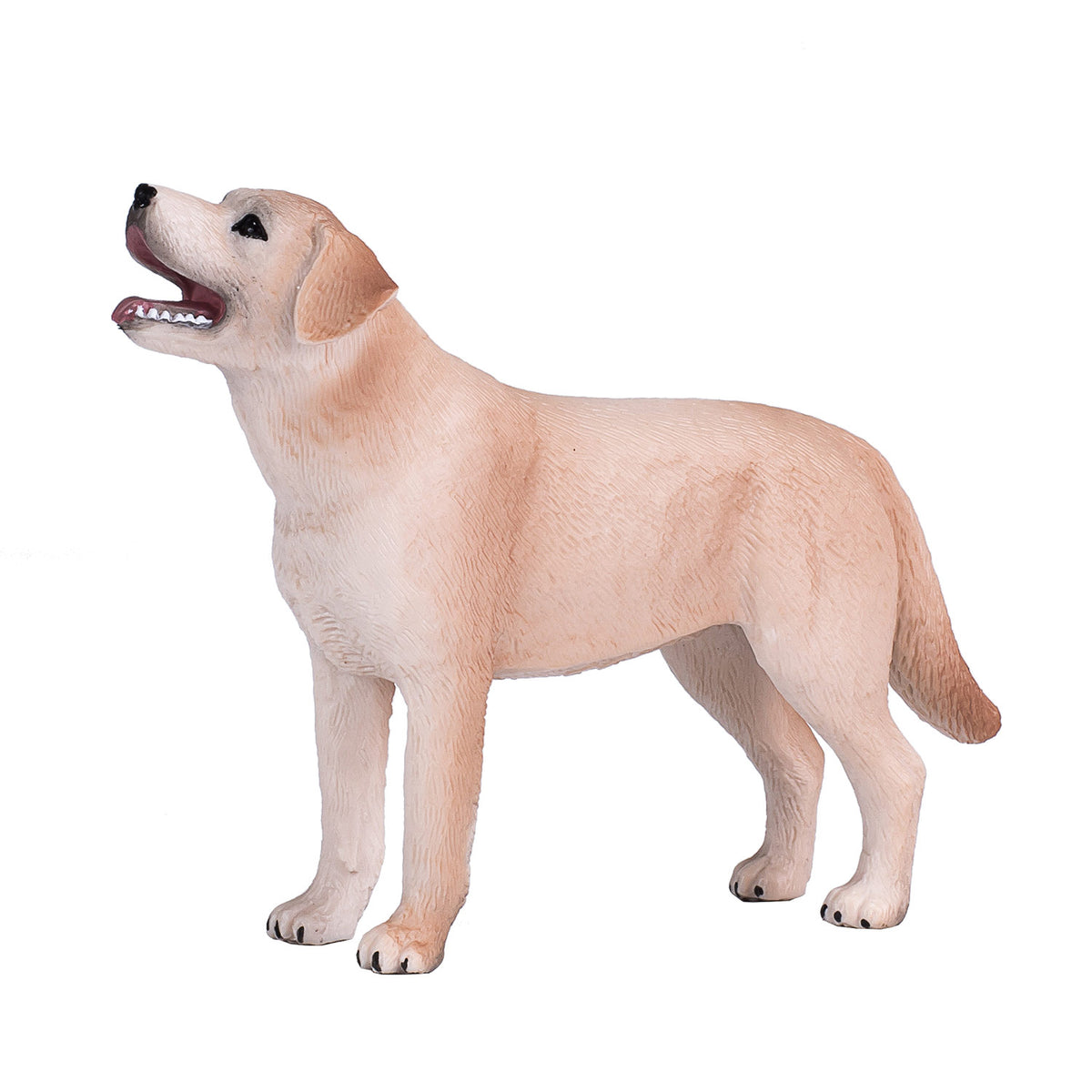 Labrador dei terreni agricoli Mojo - 387271