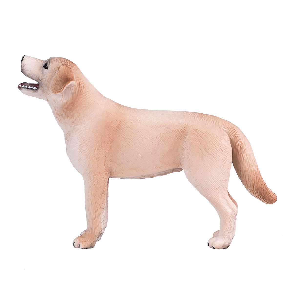 Labrador dei terreni agricoli Mojo - 387271