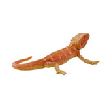 Drago barbuto della fauna selvatica Mojo - 381096