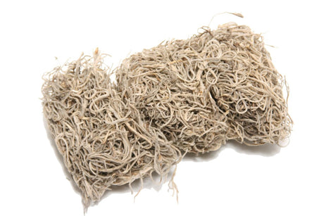 HBx muschio vivente naturale Tillandsia 80gr naturale