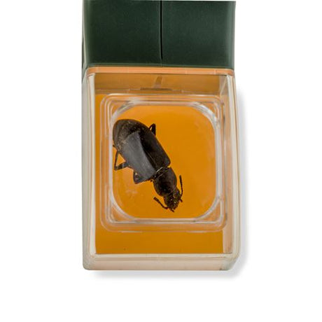 Lente d'ingrandimento Carson Bugview con cattura insetti con una sola mano
