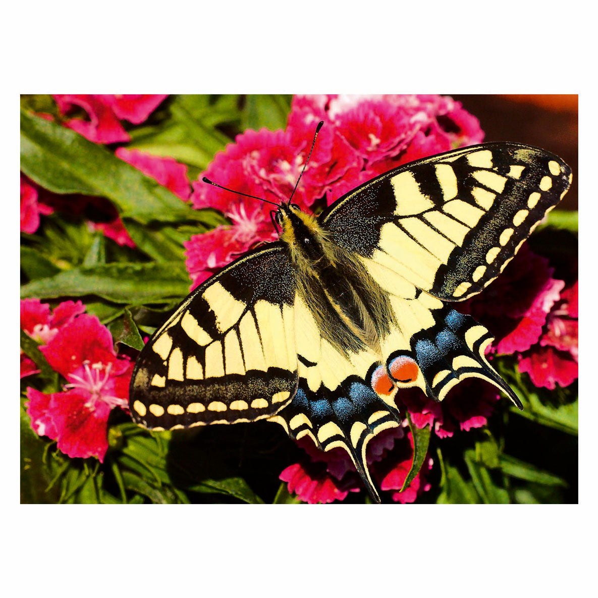 Farfalla Ravensburger