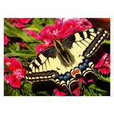 Farfalla Ravensburger