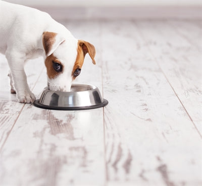 Ciotola per cibo spaniel antiscivolo Happy Pet