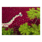Ravensburger – un mare di rosso – puzzle da 500 pezzi