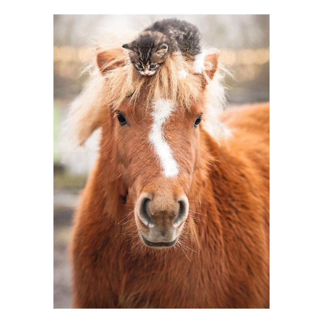 Ravensburger – Pony e gatto – Puzzle da 500 pezzi