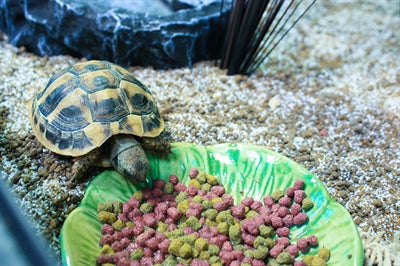 Felice ciotola per cibo per animali domestici verde foglia verde
