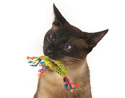 Catnip Dental Health masticato