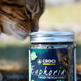 Vaso di erba gatta Croci Euphoria