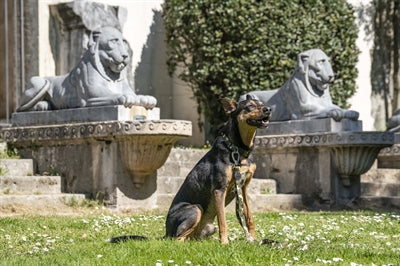 Guinzaglio per cani Morso regolabile interamente in metallo riciclato marrone