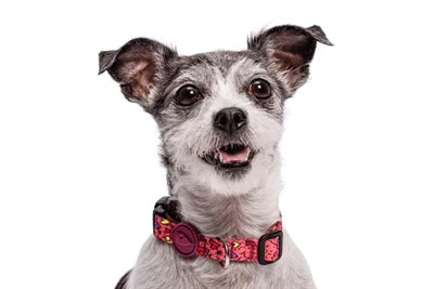 Collare per cani Morso riciclato rosa think pink