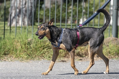 Pettorina per cani Morso pettorina ad H riciclata Power Flow nera