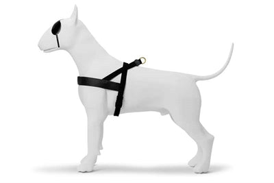 Pettorina per cani norvegese Morso oro riciclato caviale oro