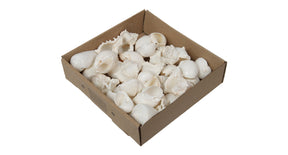 W b. mixed shells a bleach 500 gr.