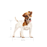 Canino reale canino mini adulto