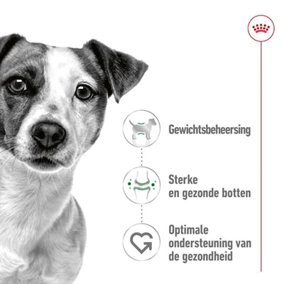 Canino reale canino mini adulto