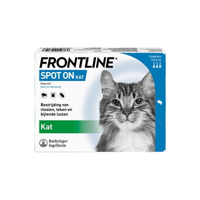 Gatto in prima linea perfetto