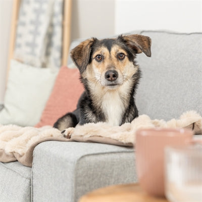 Trixie coperta per cani elli sabbia