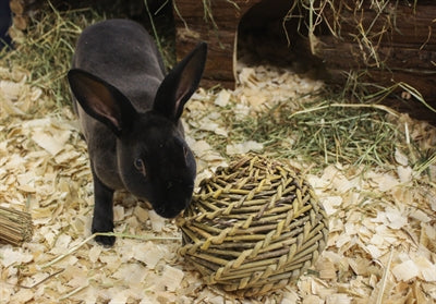 Salice felice del giocattolo dell'animale domestico