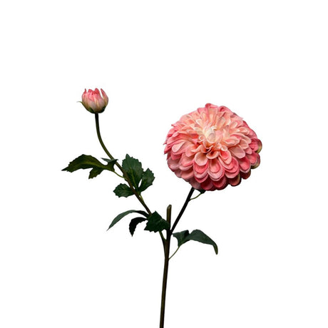 Collezione Roberts fiore artificiale dalia spray 74 cm perla