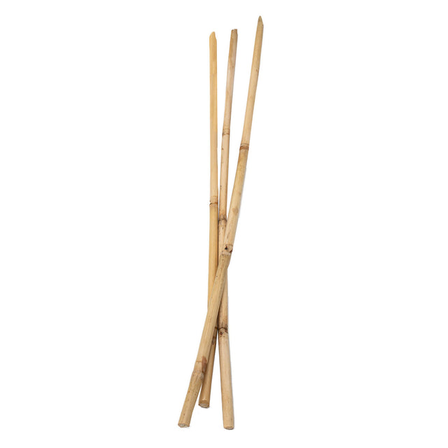 Colorazioni - Bamboo Stick 50 cm, 3 °.