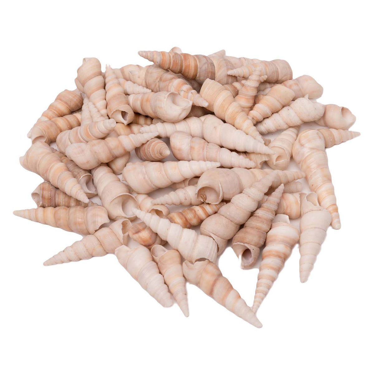Colorazioni - conchiglie turritella, 550g