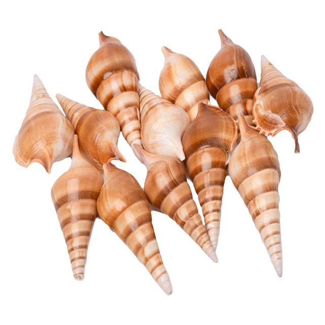 Colorazioni - conchiglie tibia, 400g