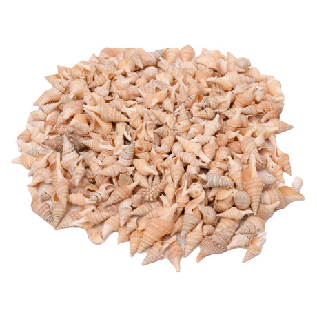 Colorazioni - conchiglie turrite, 400g