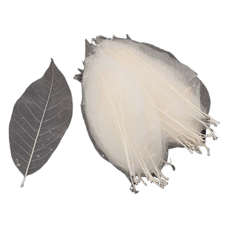 Scheletri di foglie di magnolia, 50 pz.