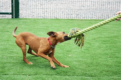 Happy pet king size corda per filo interdentale