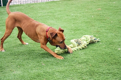Happy pet king size corda per filo interdentale